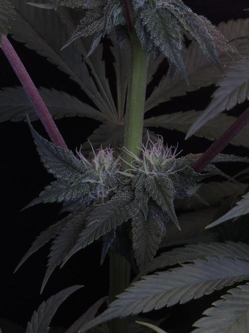 Vanilla Frosting. Week 4