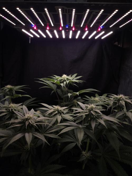 Vanilla Frosting. Week 4