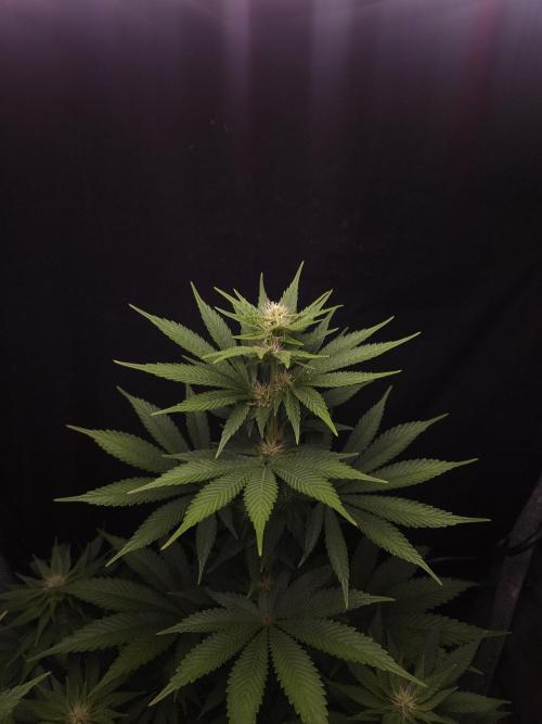 Eternity Grow Cup 2026. Week 7