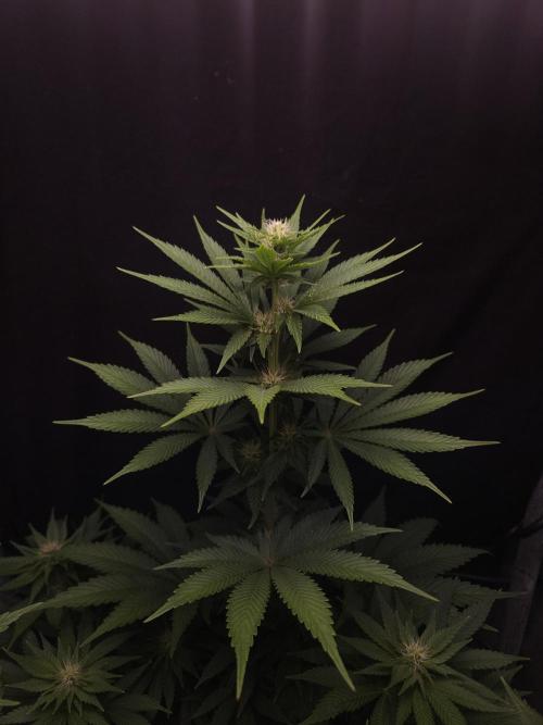 Eternity Grow Cup 2026. Week 7