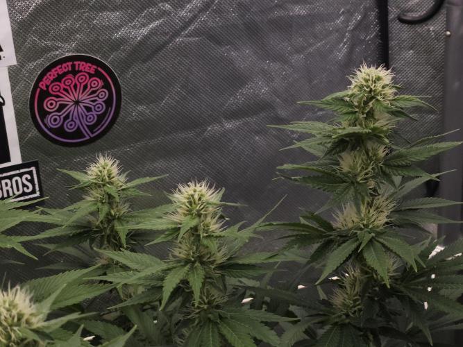 Eternity Grow Cup 2026. Week 8