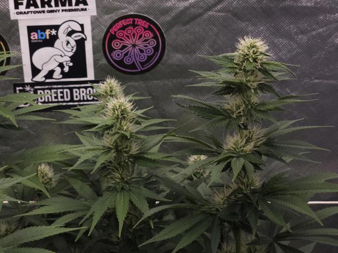 Eternity Grow Cup 2026. Week 8