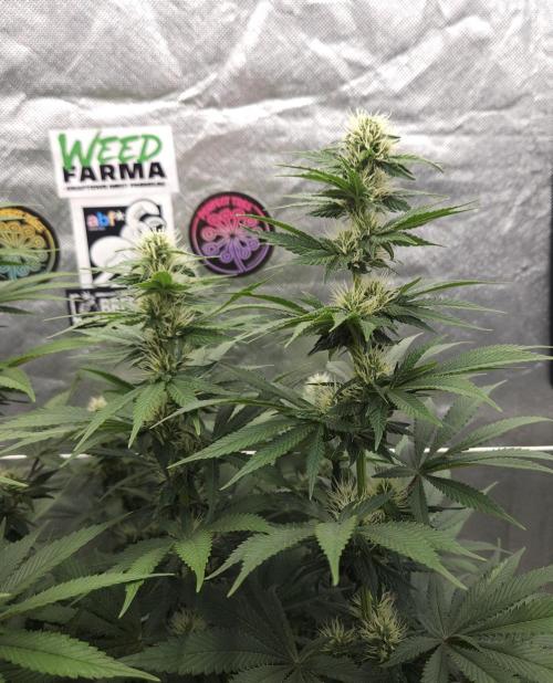 Eternity Grow Cup 2026. Week 8