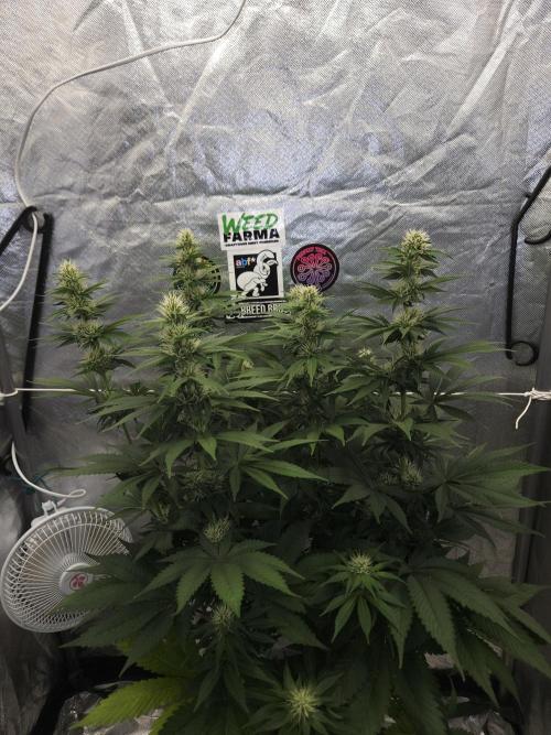 Eternity Grow Cup 2026. Week 8