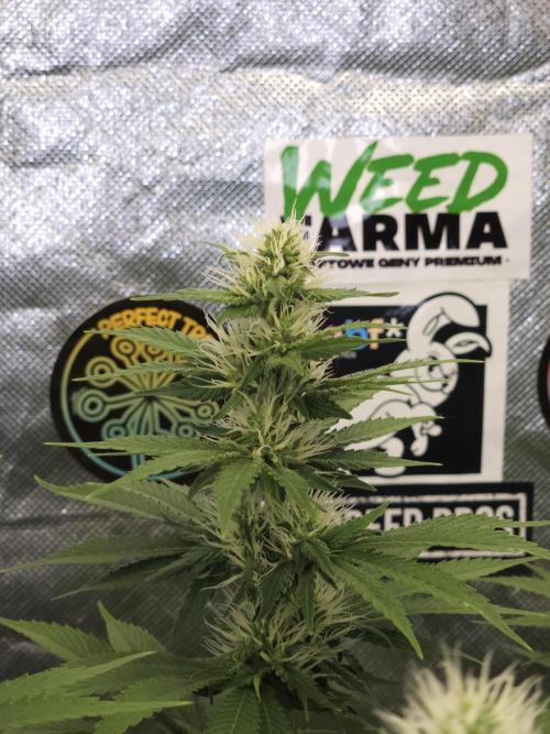 Eternity Grow Cup 2026. Week 8