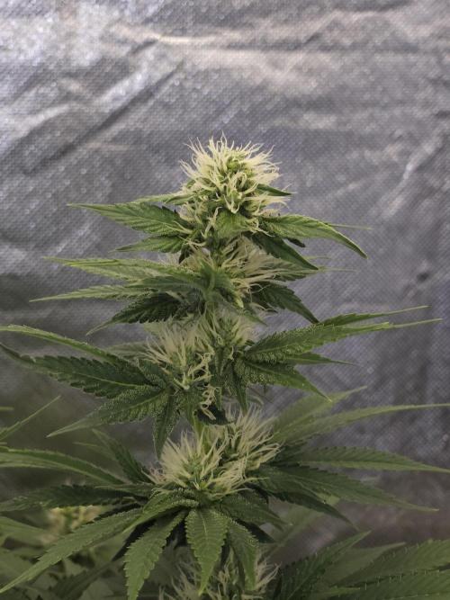 Eternity Grow Cup 2026. Week 8