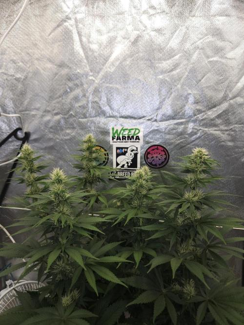 Eternity Grow Cup 2026. Week 8