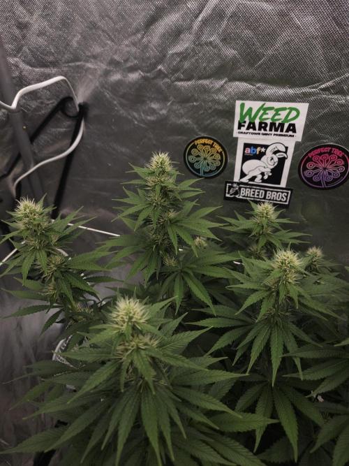 Eternity Grow Cup 2026. Week 8