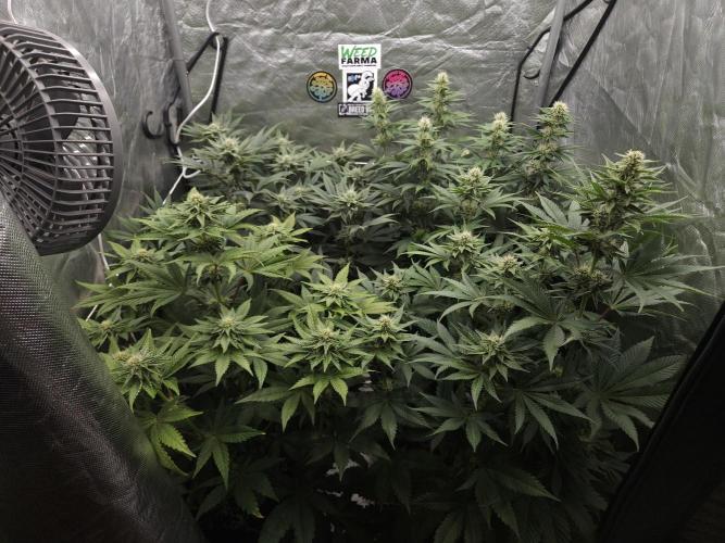 Vanilla Frosting. Week 5