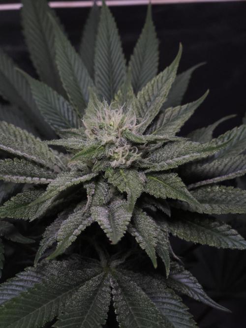 Vanilla Frosting. Week 5