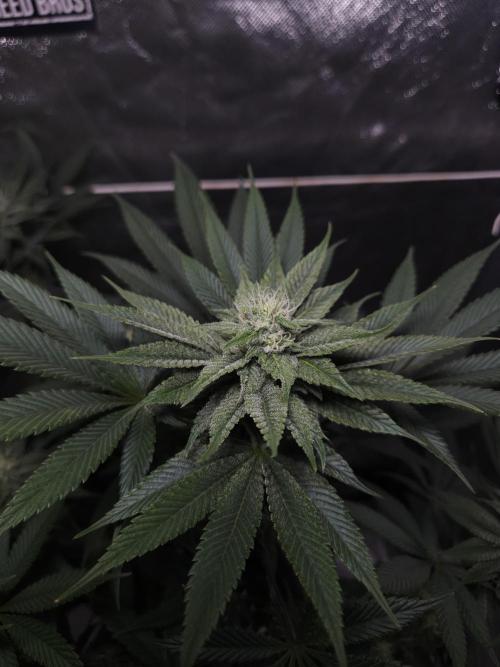 Vanilla Frosting. Week 5