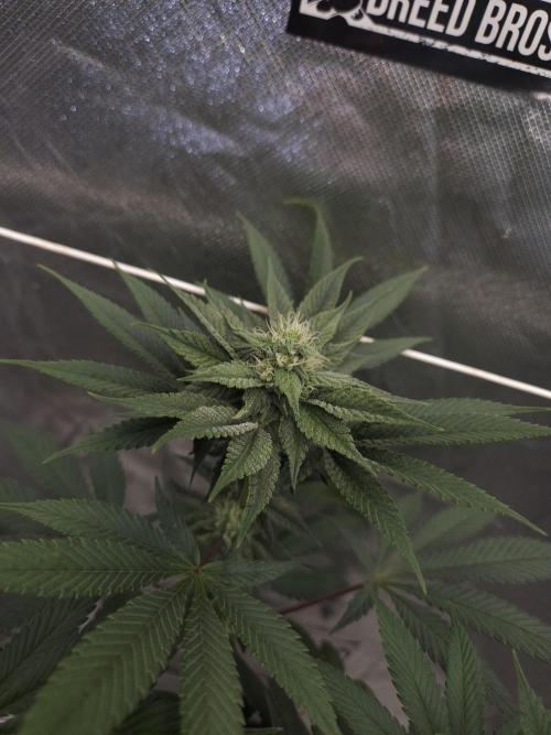 Vanilla Frosting. Week 5