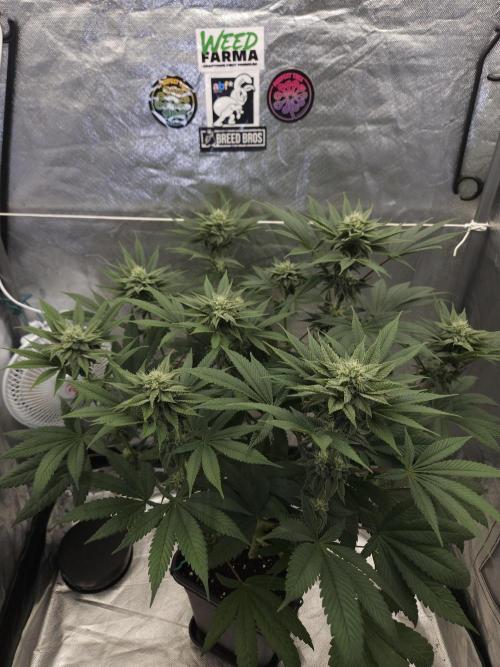 Vanilla Frosting. Week 5