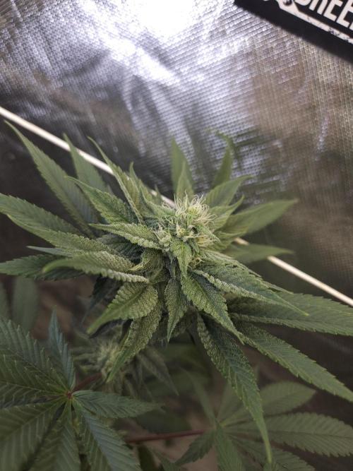 Vanilla Frosting. Week 5