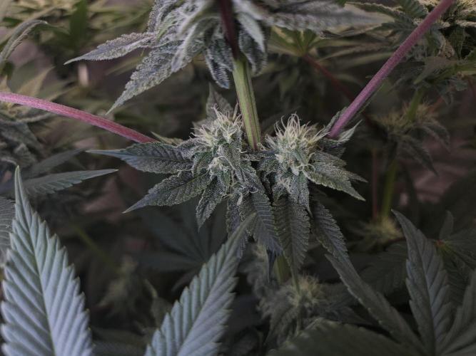 Vanilla Frosting. Week 5