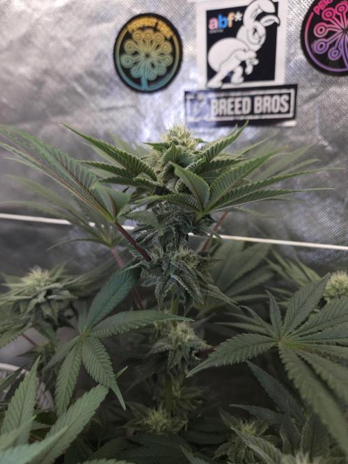 Vanilla Frosting. Week 5