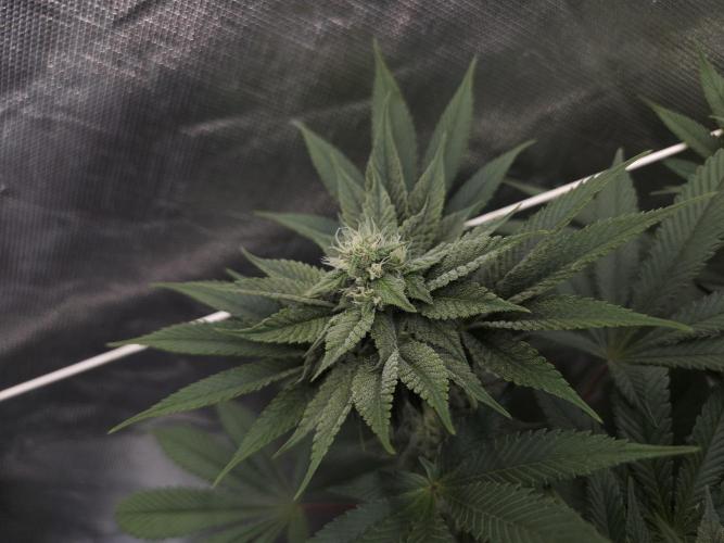 Vanilla Frosting. Week 5