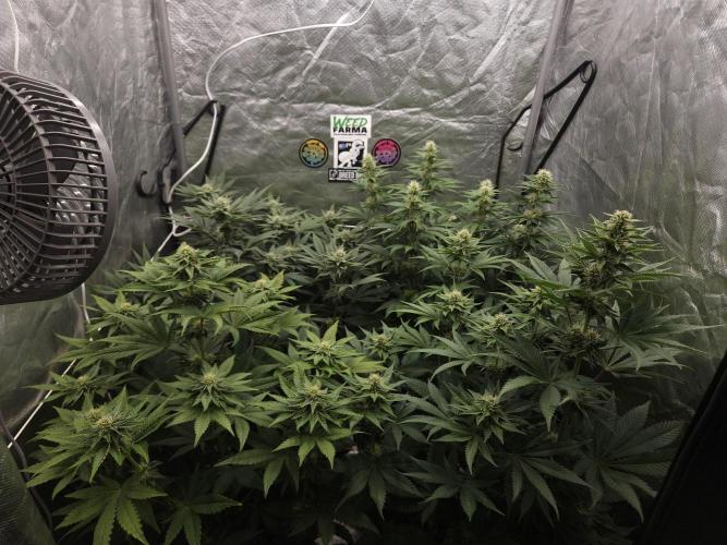 Berry Crusher. Week 8