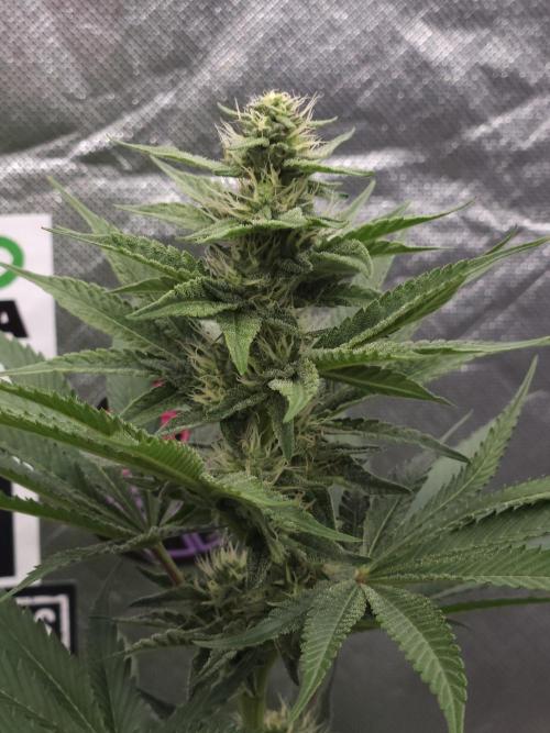 Berry Crusher. Week 8