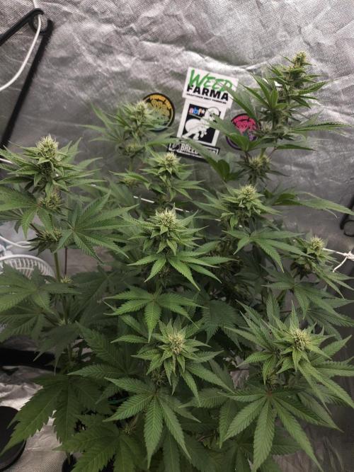 Berry Crusher. Week 8