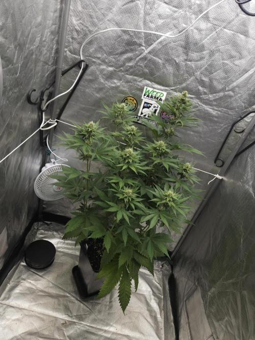 Berry Crusher. Week 8