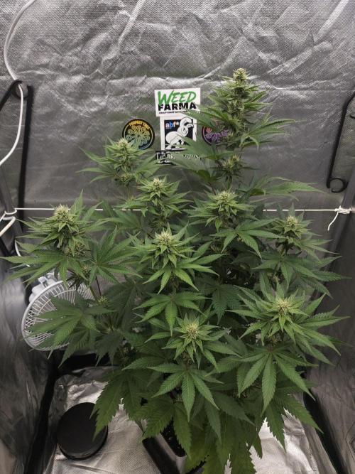 Berry Crusher. Week 8