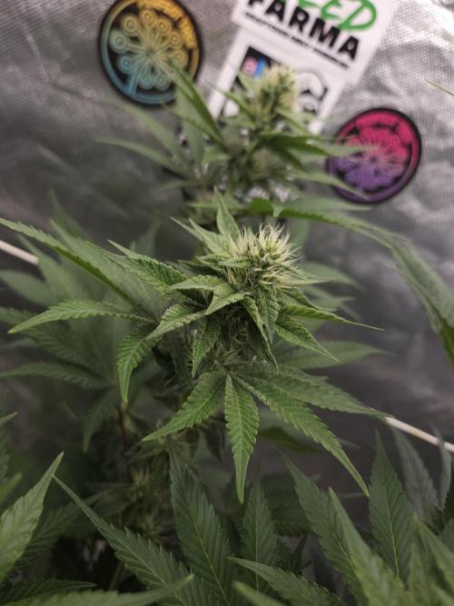 Berry Crusher. Week 8