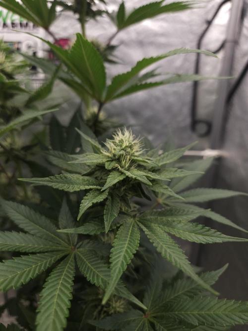 Berry Crusher. Week 8