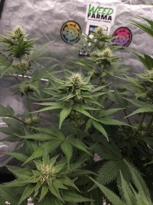 Berry Crusher. Week 8