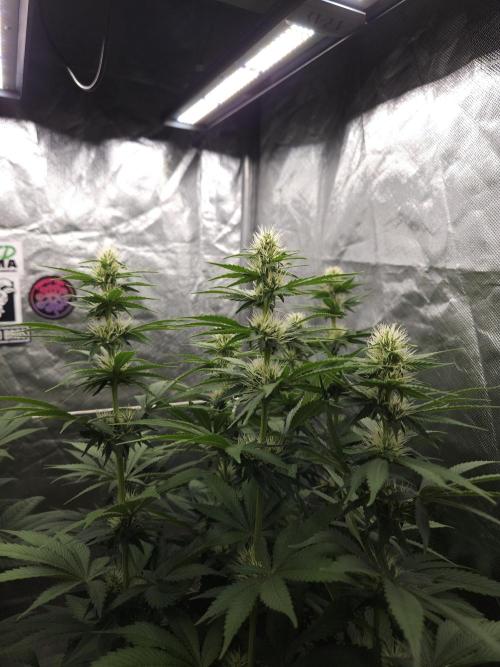 Eternity Grow Cup 2026. Week 8