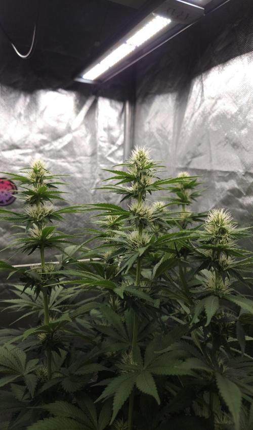 Eternity Grow Cup 2026. Week 8