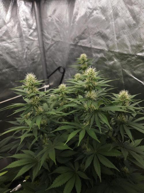 Eternity Grow Cup 2026. Week 8