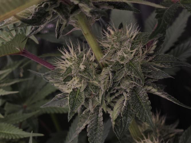 Berry Crusher. Week 9