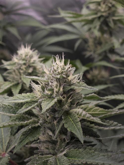 Berry Crusher. Week 9