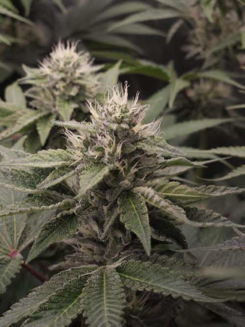 Berry Crusher. Week 9