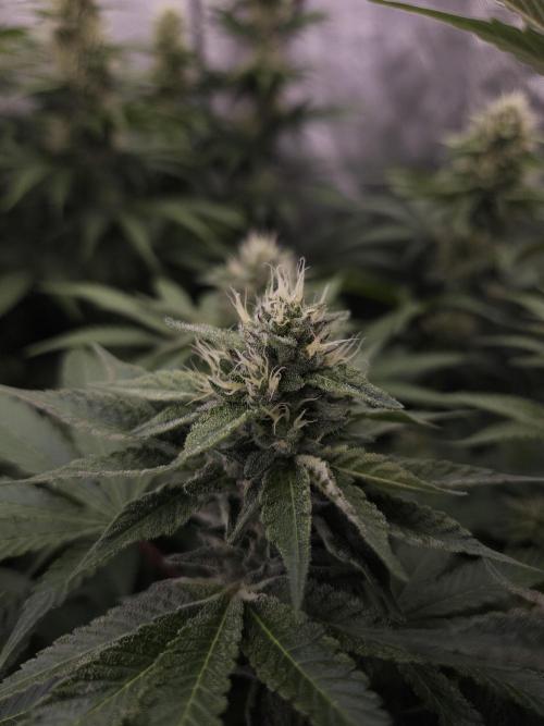Berry Crusher. Week 9