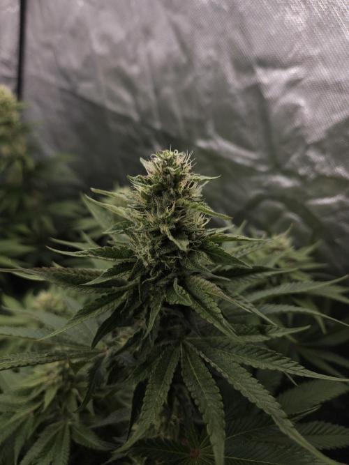 Berry Crusher. Week 9