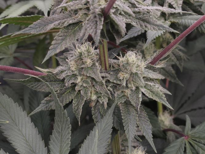 Vanilla Frosting. Week 6