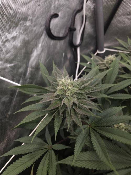Vanilla Frosting. Week 6