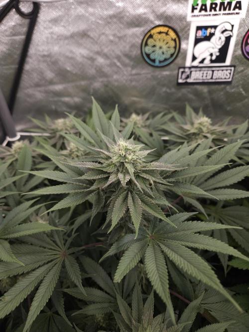 Vanilla Frosting. Week 6