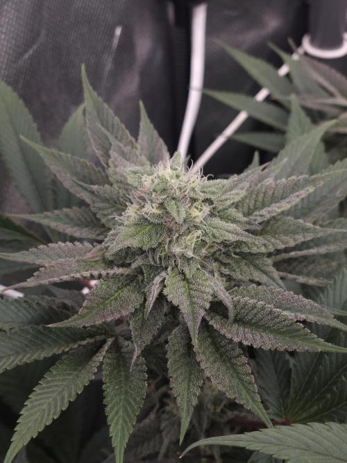 Vanilla Frosting. Week 6