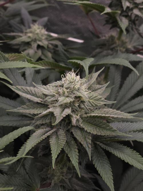 Vanilla Frosting. Week 6