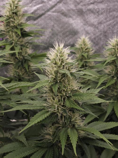 Eternity Grow Cup 2026. Week 9