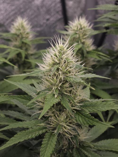 Eternity Grow Cup 2026. Week 9