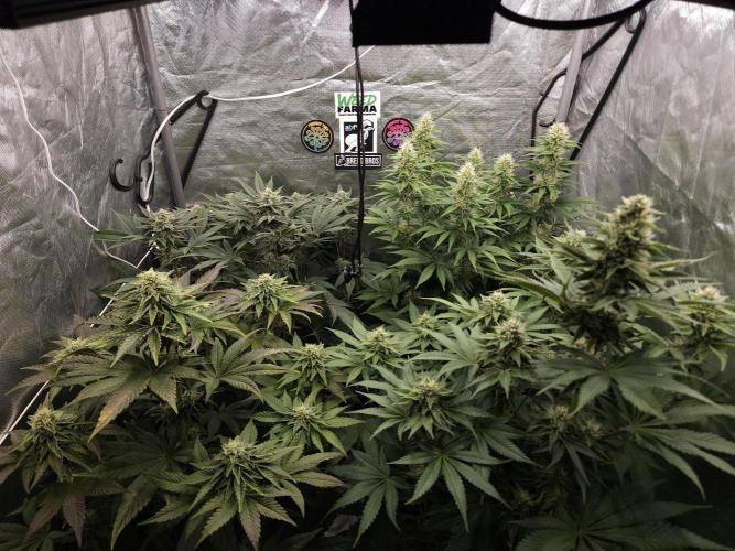 Eternity Grow Cup 2026. Week 9