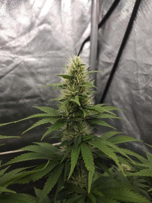 Eternity Grow Cup 2026. Week 9
