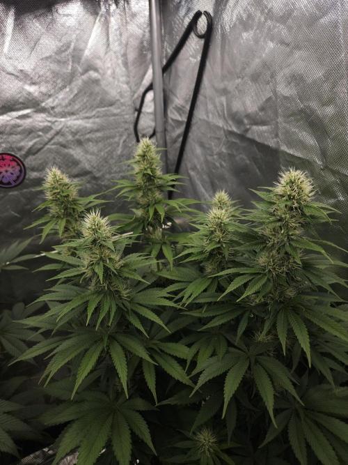 Eternity Grow Cup 2026. Week 9