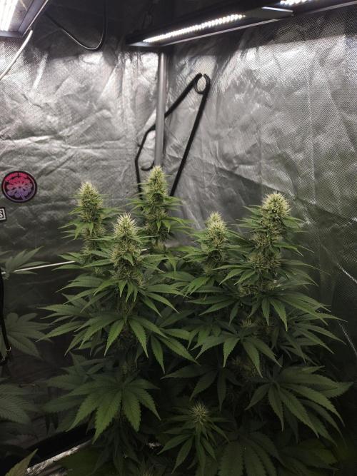 Eternity Grow Cup 2026. Week 9
