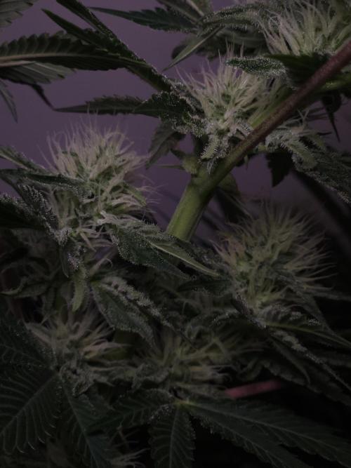 Eternity Grow Cup 2026. Week 9
