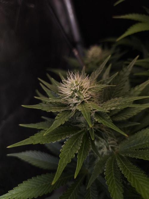 Eternity Grow Cup 2026. Week 9